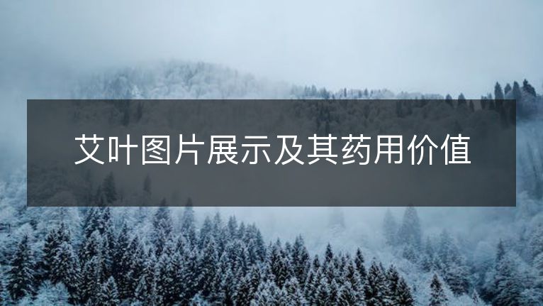 艾叶图片展示及其药用价值